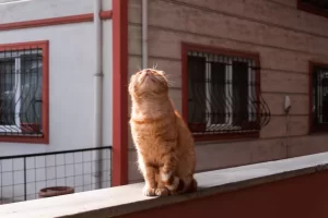 A ginger cat sits on a ledge enjoying sunlight in an Istanbul neighborhood.